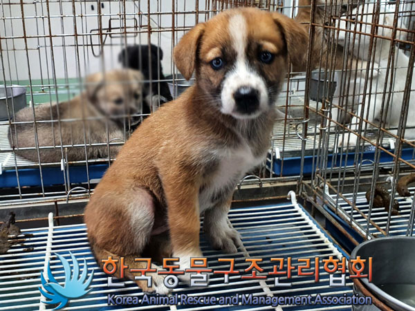 한국동물구조관리협회_441409202301477